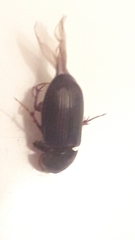 Acrossidius tasmaniae