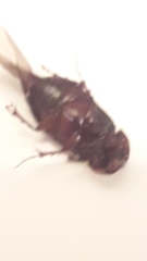 Acrossidius tasmaniae