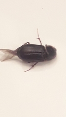 Acrossidius tasmaniae