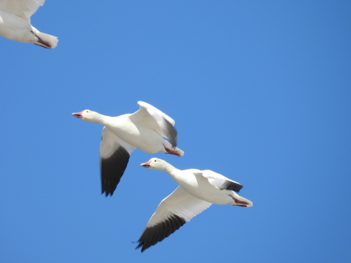 Snow Goose