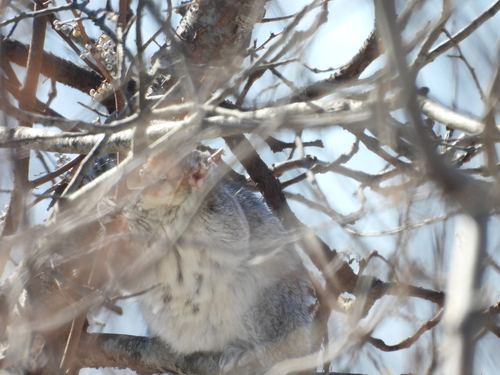 Eastern Gray Squirrel