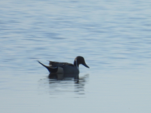 Northern Pintail