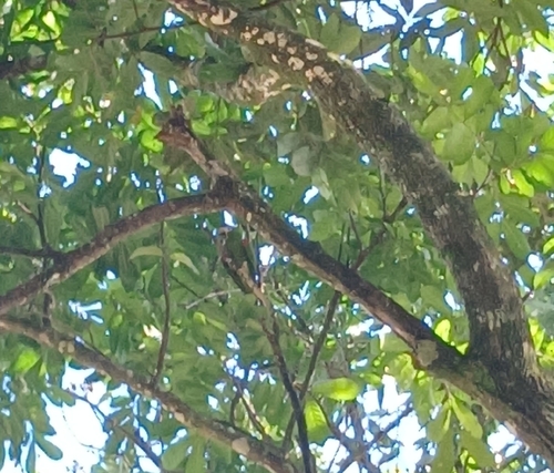 Red-shouldered Macaw