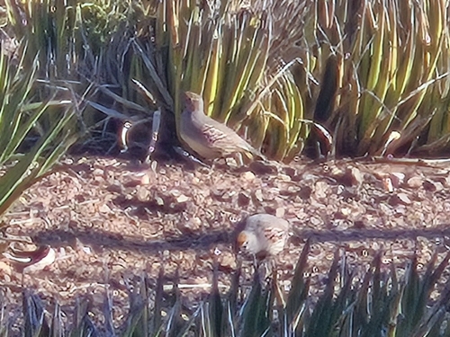 Gambel's Quail observed by walkers1144