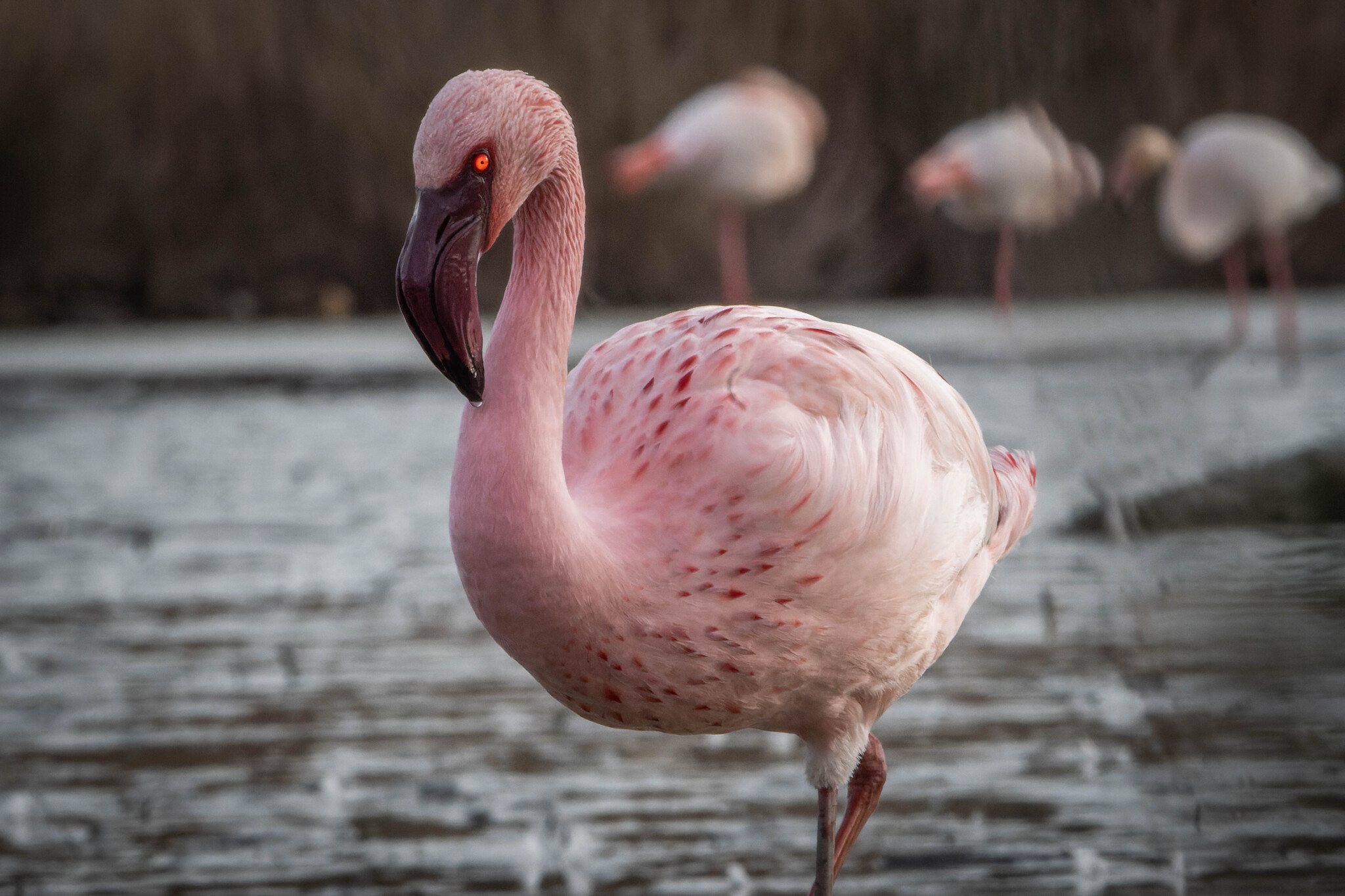 Lesser Flamingo (Phoeniconaias minor), photo 2