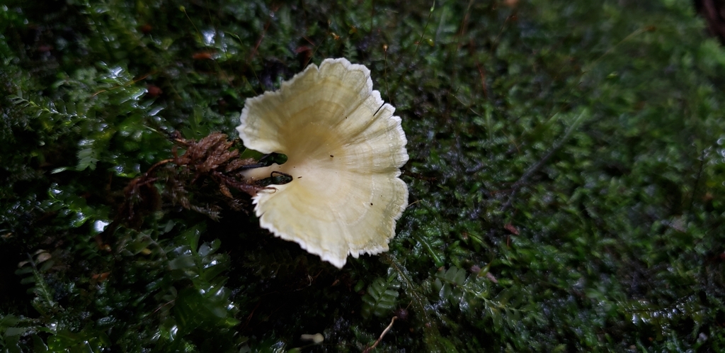 Cotylidia aurantiaca · February 2020 · photo: © georgemushkal (iNaturalist, cc-by)