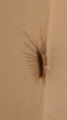 Scutigera coleoptrata