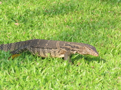 Varanus salvator macromaculatus
