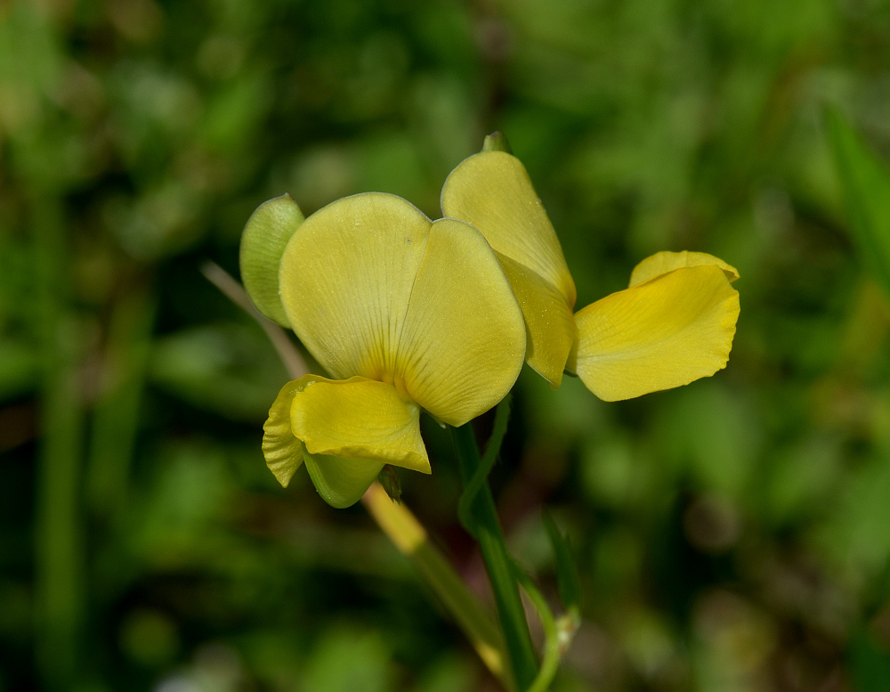 Vigna luteola
