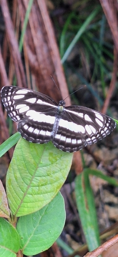 Neptis mindorana