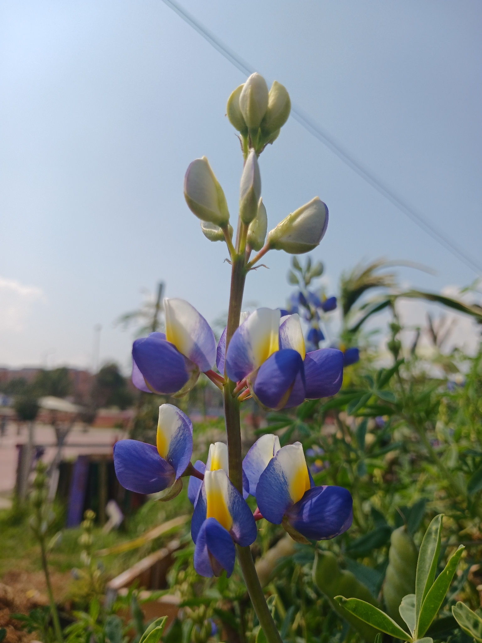 Andean lupin
