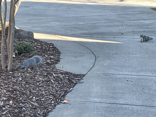 Western Gray Squirrel observed by alexbinck