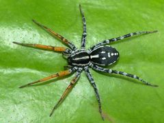 Spotted Ground Swift Spider - Photo (c) Steve Kerr, some rights reserved (CC BY), uploaded by Steve Kerr