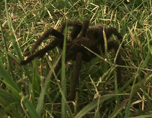 Photo of Uruguay Black Beauty Tarantula (Grammostola quirogai)