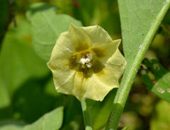 Physalis walteri
