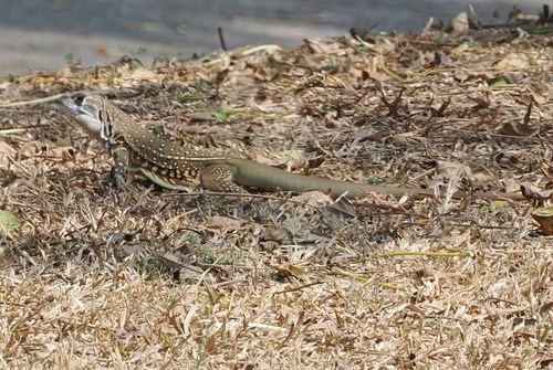 Common Butterfly Lizard