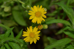 Chrysopsis scabrella