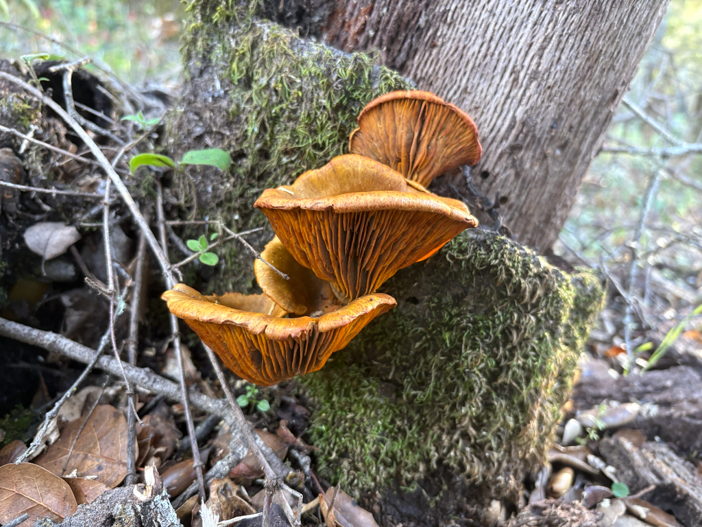Omphalotus olivascens · February 2026 · photo: © nettiecat (iNaturalist, cc-by)