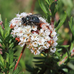 Andrena cerasifolii
