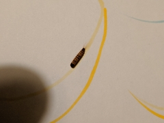 Dermestidae