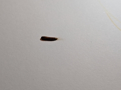 Dermestidae
