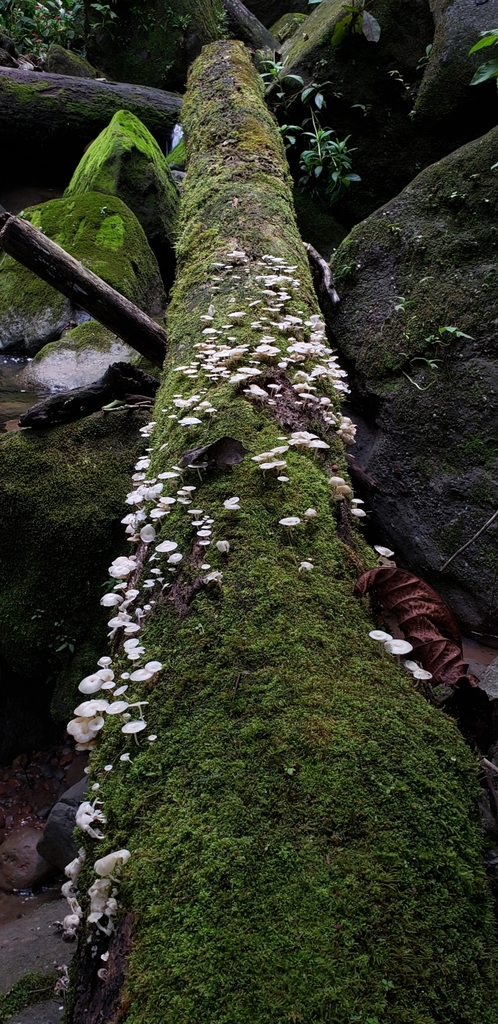 Lentinus flexipes · February 2020 · photo: © georgemushkal (iNaturalist, cc-by)