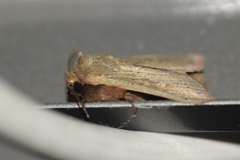 Leucania pseudargyria