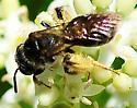 Gonandrena