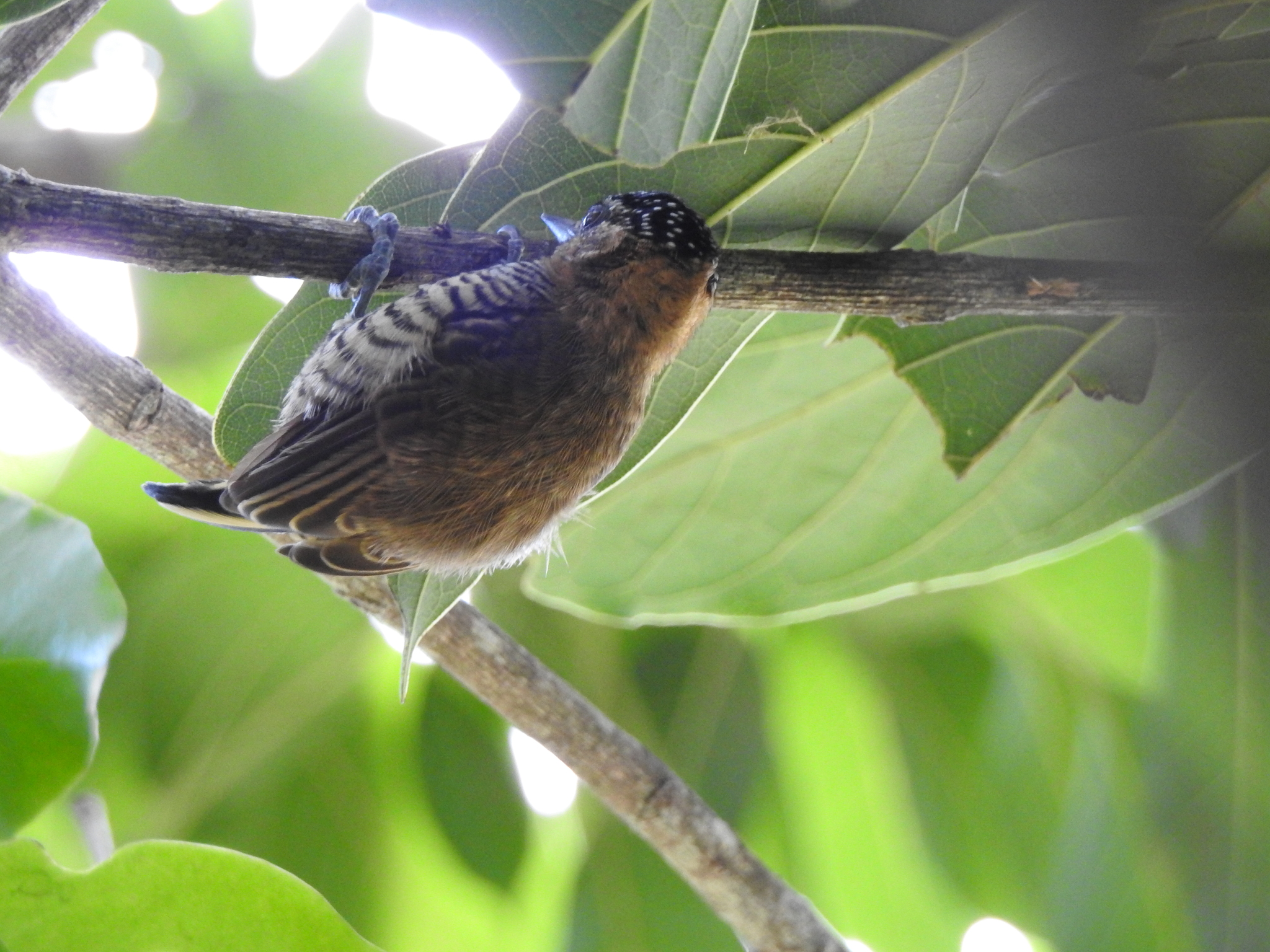 Ochre-collared Piculet (Picumnus temminckii), photo 7