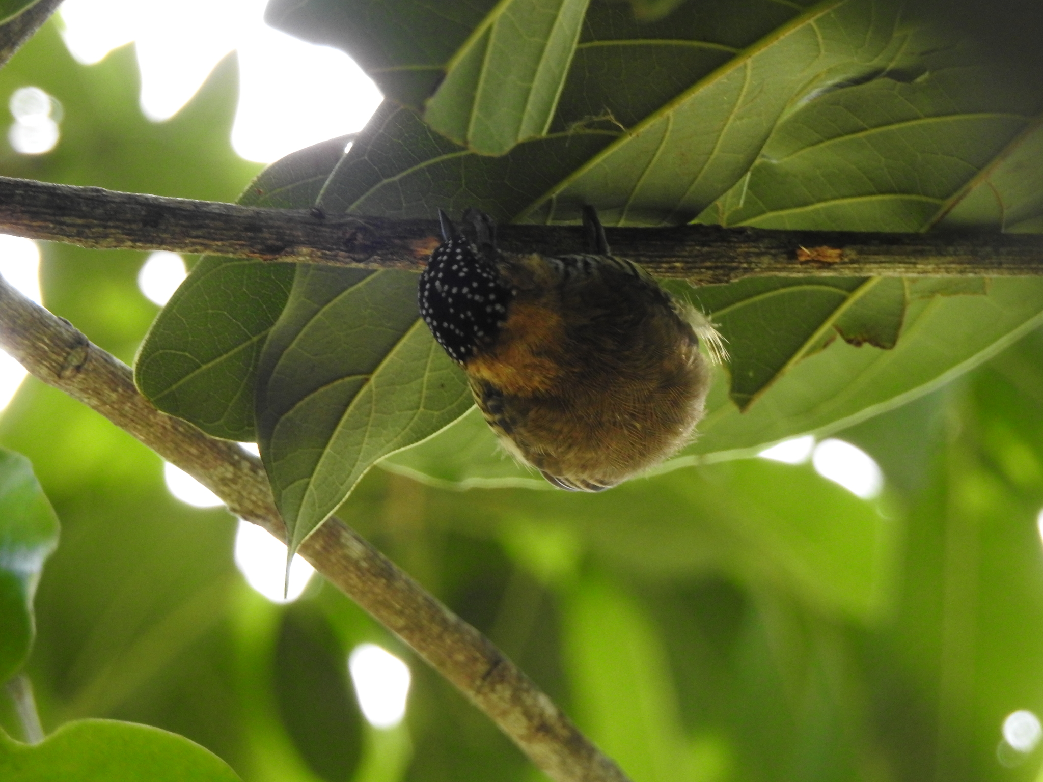 Ochre-collared Piculet (Picumnus temminckii), photo 6