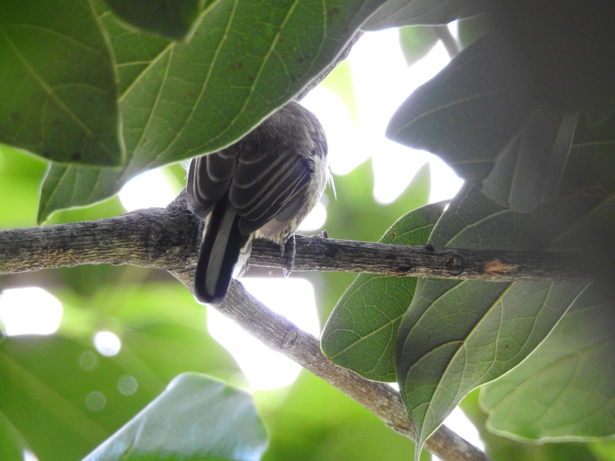 Ochre-collared Piculet (Picumnus temminckii), photo 8