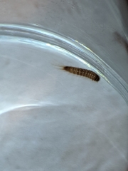 Dermestidae