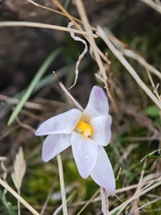 Crocus carpetanus, photograph (c) Daniel Heras González, some rights reserved (CC BY)