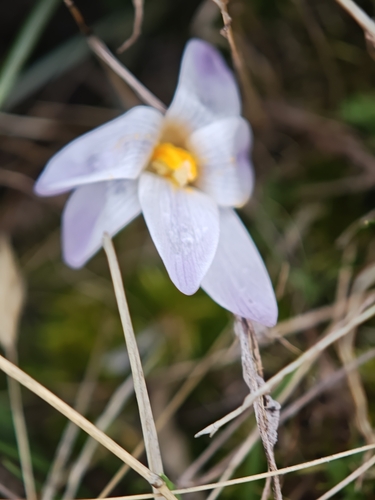 Crocus carpetanus, photograph 5