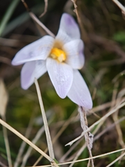 Crocus carpetanus, photograph (c) Daniel Heras González, some rights reserved (CC BY)