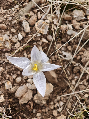 Crocus carpetanus, photograph 6