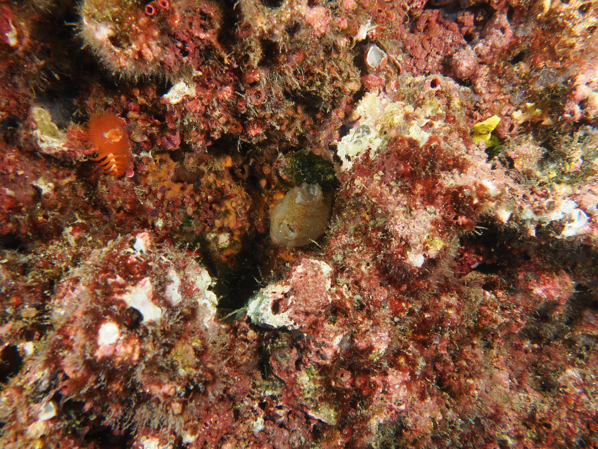 Ascidia sydneiensis Stimpson, 1855