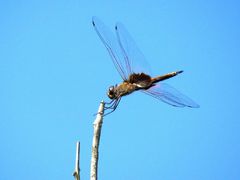 Tramea stenoloba