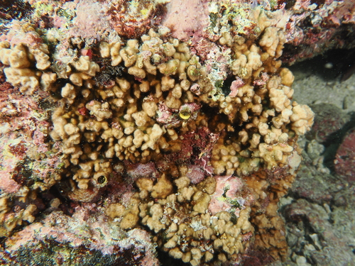 Psammocora stellata observed 2026-02-25