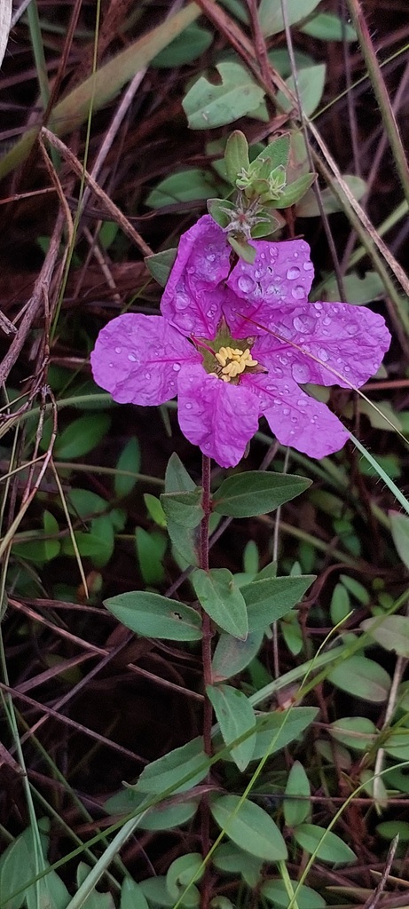 Diplusodon chapadensis