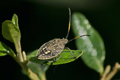Poecilometis strigatus