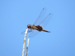Tramea stenoloba
