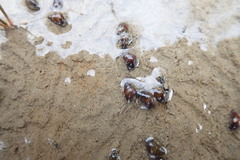 Potamopyrgus estuarinus