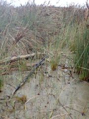 Potamopyrgus estuarinus