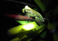 Trachycephalus mesophaeus