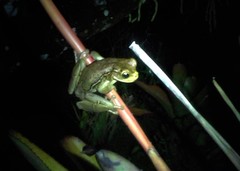 Trachycephalus mesophaeus