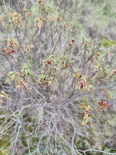 Avistamiento Estepa negra (Cistus monspeliensis)