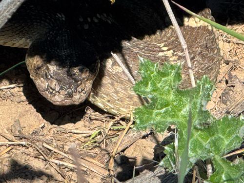 iNaturalist observation photo of Northern Pacific Rattlesnake