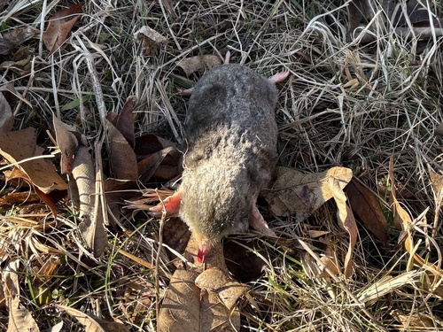 Eastern Mole observed by benmayle