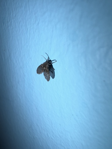 Unknown species found near North Carolina Aquariums, Manteo, NC, US